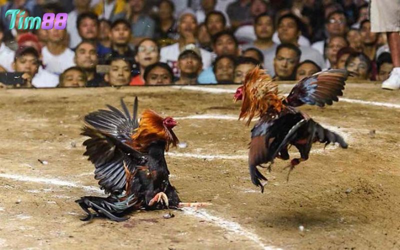 Đá gà cựa sắt TIM88 nhiều kèo cược đa dạng