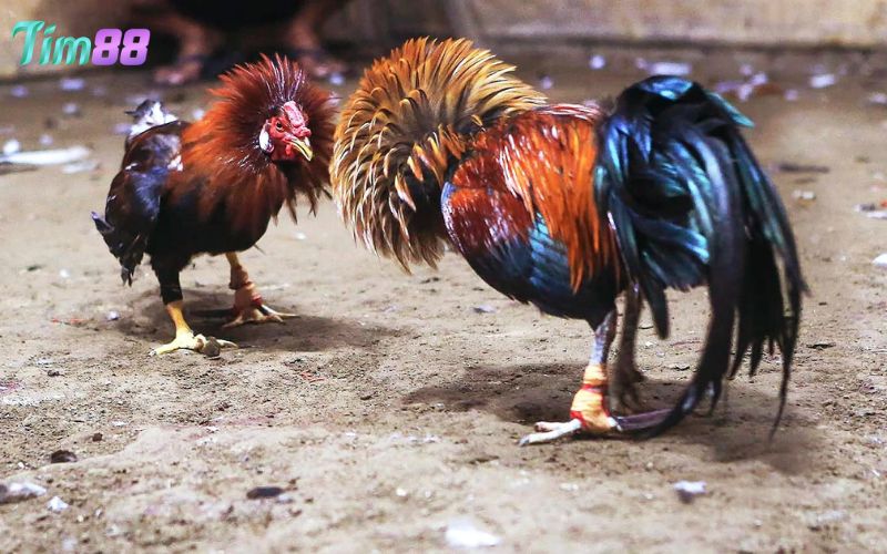 Đá gà cựa sắt hôm nay