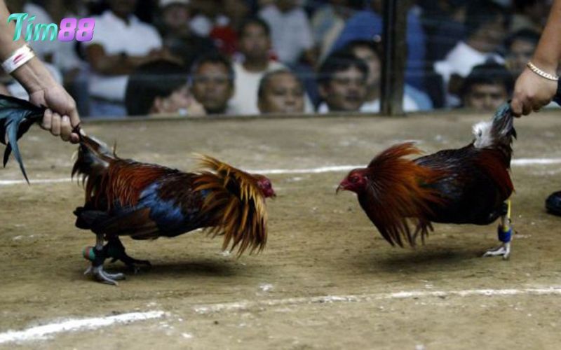 Giới thiệu về đá gà cựa sắt hôm nay