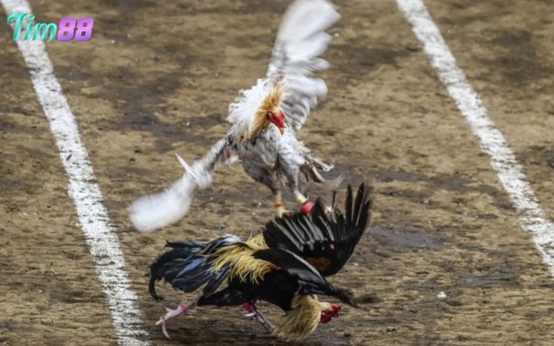 Bí quyết chọn mua gà Thái cực đỉnh cho người mới