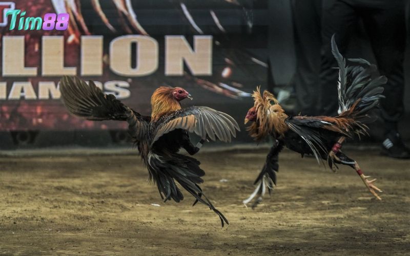 Cách chơi đá gà đòn trực tiếp cho người mới