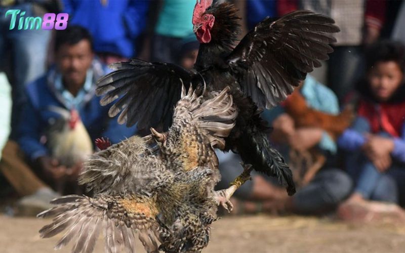 Chiến thuật chơi đá gà Thomo hiệu quả nhất