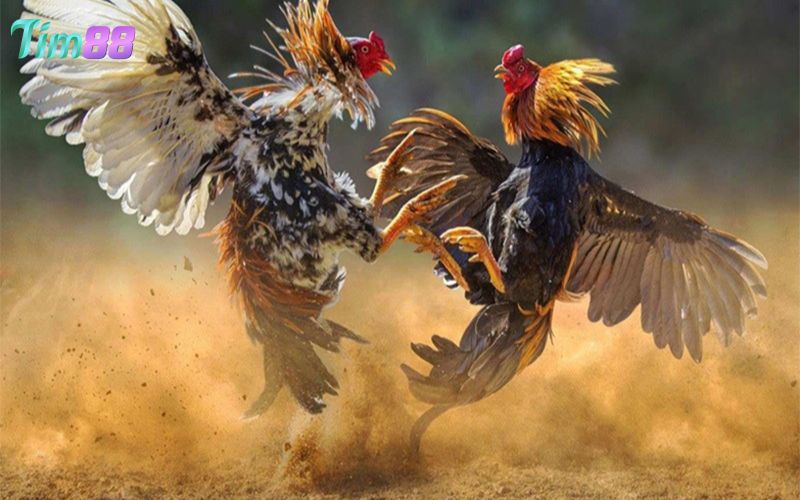 Luật chơi đá gà Thomo chuẩn chỉnh