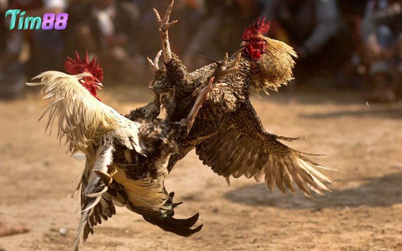 Luyện tập thể lực giúp đá gà tre Mỹ diễn ra thành công