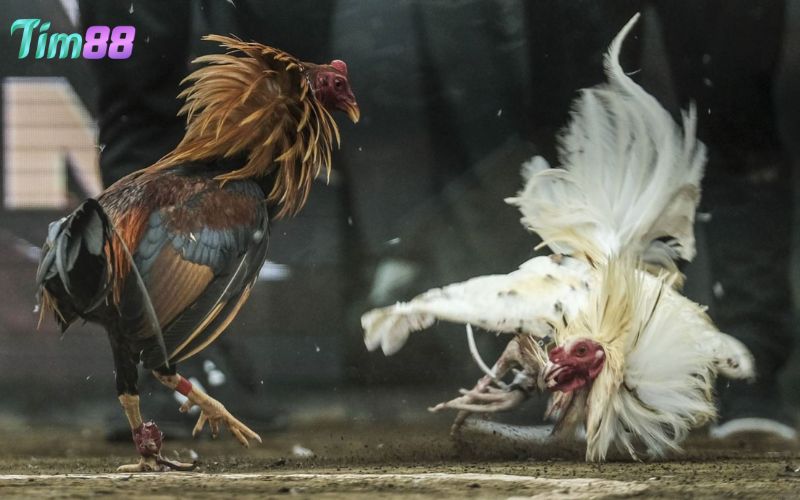 Mẹo chơi đá gà đòn trực tiếp nhanh thắng lớn