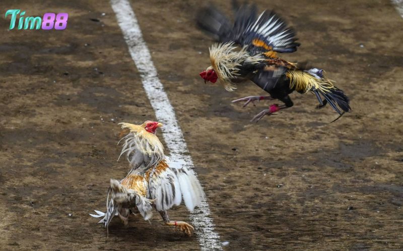 Sức hấp dẫn nổi bật của đá gà đòn trực tiếp